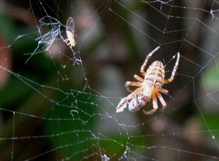 Verosimile Trioza alacris